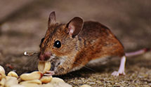 24 Hour & Emergency Exterminators in Knightville, MA